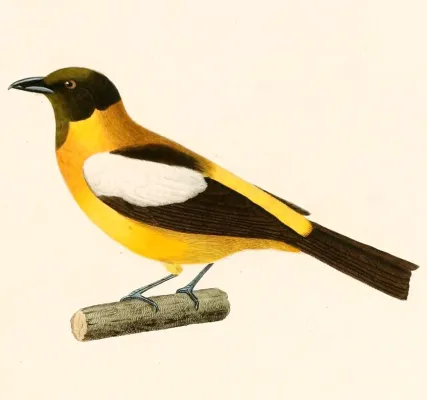 File:Lanio versicolor 1847.jpg