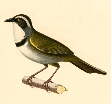 File:Arremon torquatus 1847.jpg