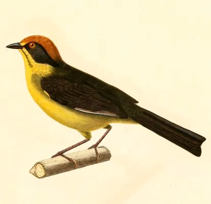File:Atlapetes rufinucha 1847.jpg