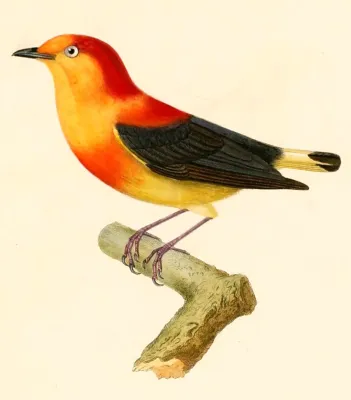 File:Pipra fasciicauda fasciicauda 1847.jpg