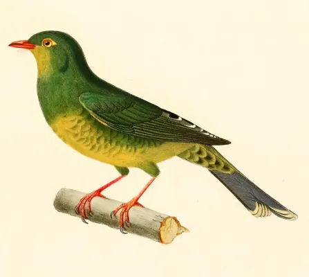 File:Pipreola intermedia signata 1847.jpg