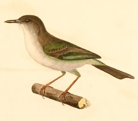 File:Hemitriccus margaritaceiventer 1847.jpg