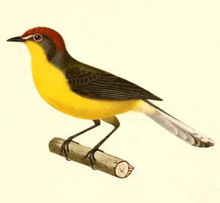 File:Myioborus brunniceps 1847.jpg