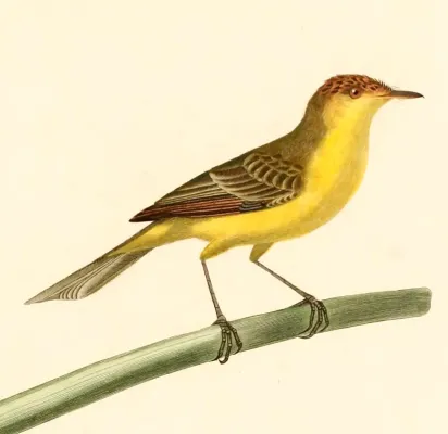 File:Pseudocolopteryx flaviventris 1847.jpg