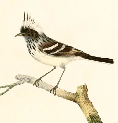 File:Anairetes reguloides 1847.jpg