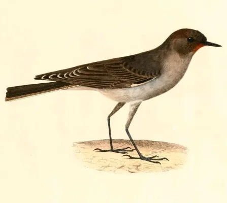 File:Muscisaxicola maclovianus 1847.jpg
