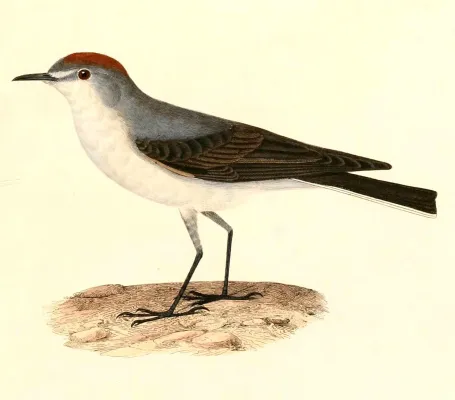 File:Muscisaxicola rufivertex 1847.jpg