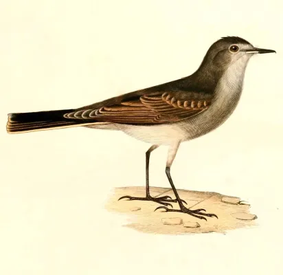 File:Muscisaxicola maculirostris 1847.jpg