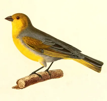 File:Sicalis luteocephala 1847.jpg