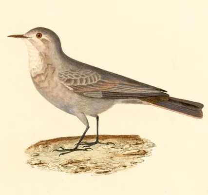 File:Geositta maritima 1847.jpg