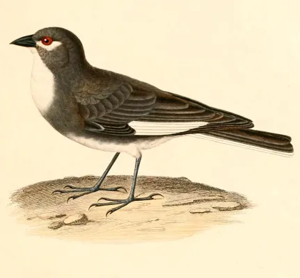 File:Diuca speculifera 1847.jpg