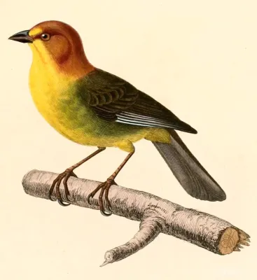 File:Atlapetes fulviceps 1847.jpg