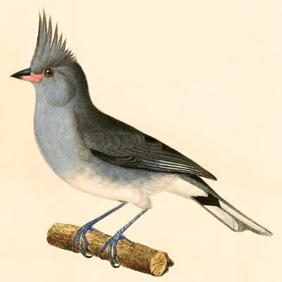 File:Lophospingus griseocristatus 1847.jpg