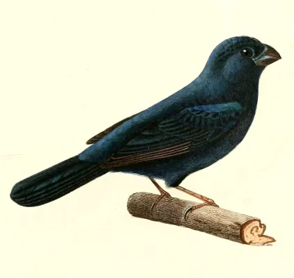File:Cyanoloxia glaucocaerulea 1847.jpg