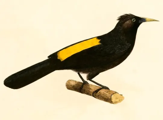 File:Cacicus chrysonotus 1847.jpg