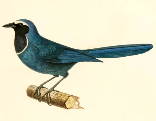 File:Cyanolyca viridicyanus 1847.jpg