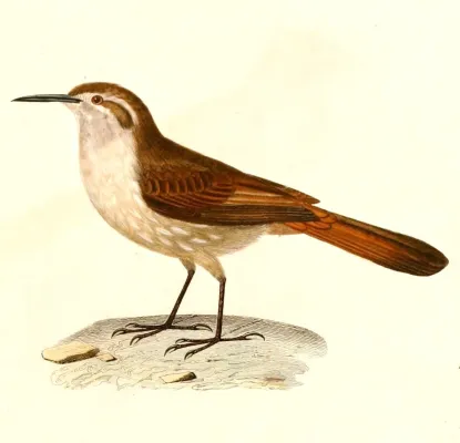 File:Ochetorhynchus ruficaudus montanus 1847.jpg