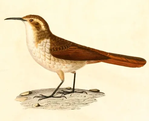 File:Ochetorhynchus andaecola 1847.jpg