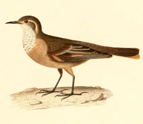 File:Cinclodes fuscus 1847.jpg