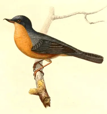 File:Diglossa sittoides 1847.jpg