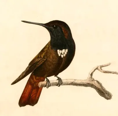 File:Aglaeactis pamela 1847.jpg