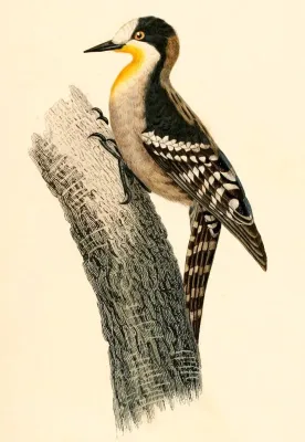 File:Melanerpes cactorum 1847.jpg