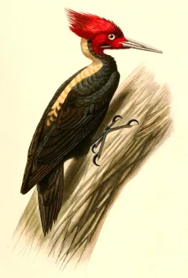 File:Campephilus leucopogon 1847.jpg
