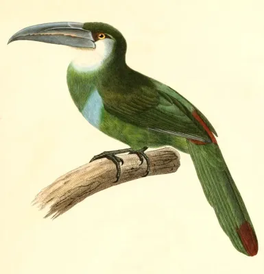 File:Aulacorhynchus coeruleicinctis 1847.jpg