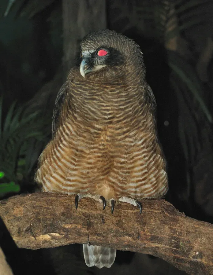 File:Ninox rufa -Taronga Zoo, Sydney, Australia-8a.jpg