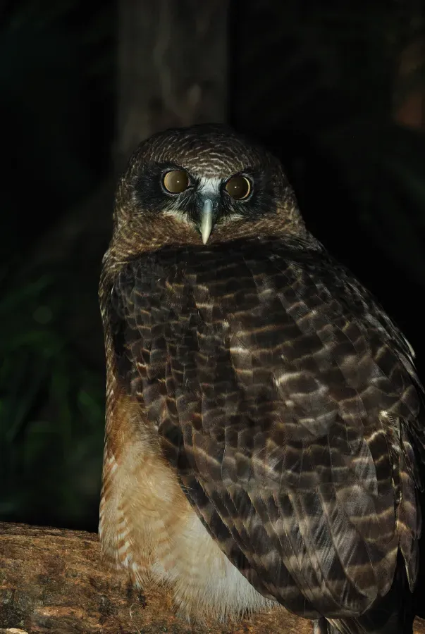 File:Ninox rufa -Taronga Zoo, Sydney, Australia-8a (1).jpg