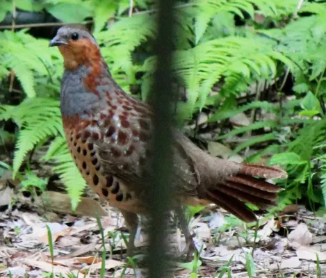 File:Bambusicola thoracicus.JPG