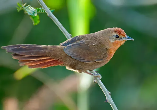 File:Phacellodomus ferrugineigula -Mairipora, Sao Paulo, Brazil-8.jpg