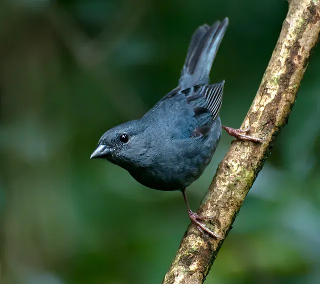 File:Haplospiza unicolor -Parque Estadual da Cantareira, Sao Paulo, Brazil -male-8.jpg