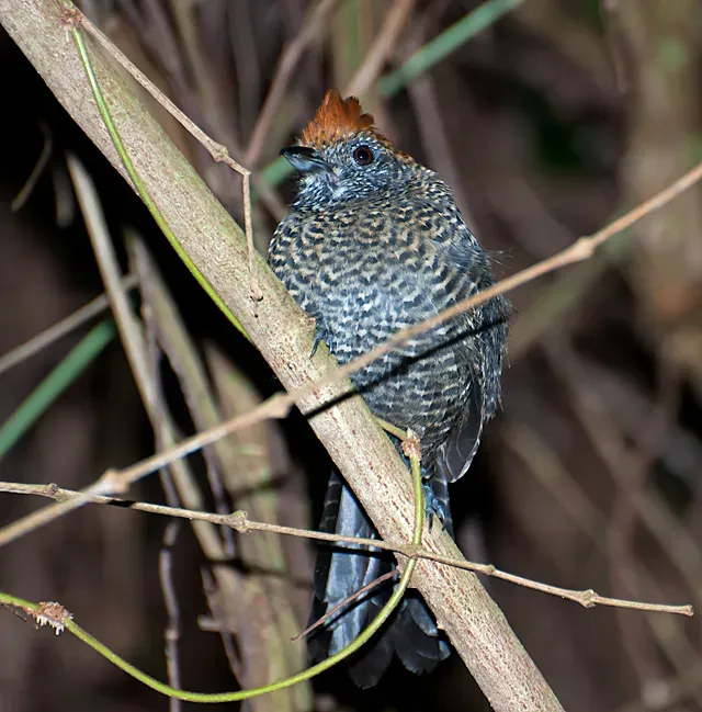File:Mackenziaena severa -Piraju, Sao Paulo, Brazil-8 (1).jpg