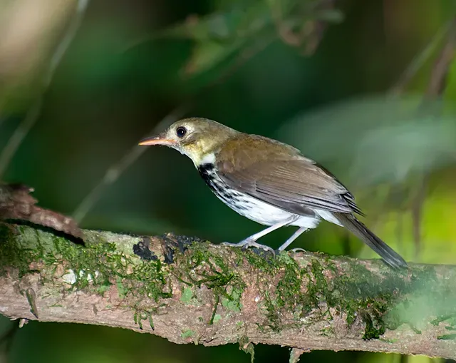 File:Corythopis delalandi -Piraju, Sao Paulo, Brazil-8.jpg
