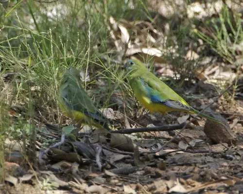 File:Neophema pulchella pair Capertee Valley.jpg