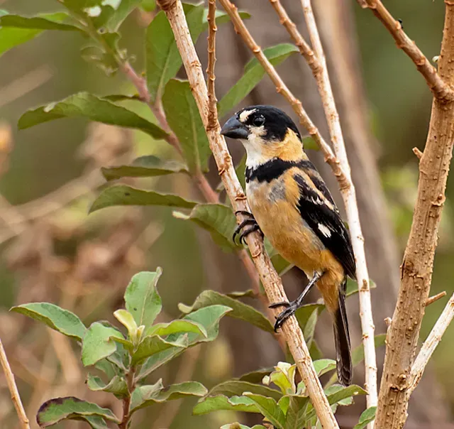File:Sporophila collaris -Dourados, Mato Grosso do Sul, Brazil -male-8.jpg