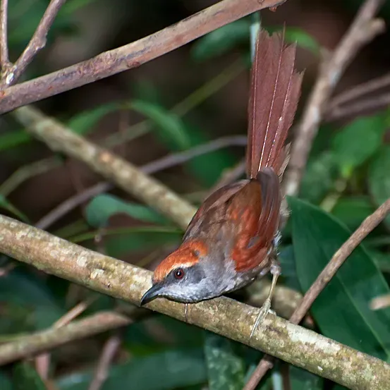 File:Synallaxis ruficapilla -Piraju, Sao Paulo, Brazil-8.jpg
