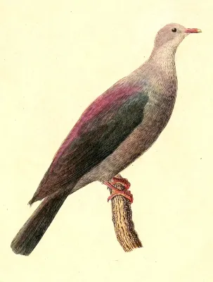 File:Columba versicolor 1832.jpg