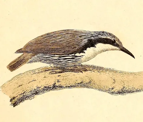 File:Rhabdornis mystacalis 1832.jpg