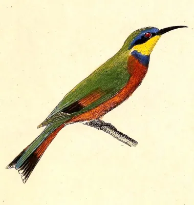 File:Merops variegatus 1832.jpg