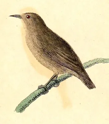 File:Zosterops cinereus 1832.jpg