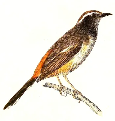 File:Copsychus luzoniensis 1832.jpg