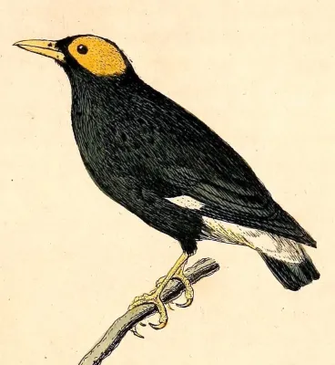 File:Mino dumontii 1832.jpg