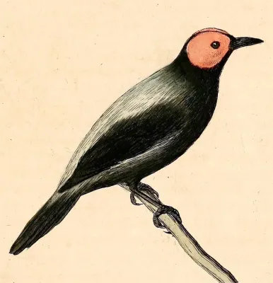File:Sarcops calvus 1832.jpg