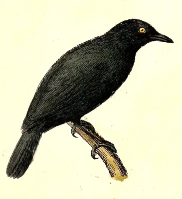 File:Aplonis opaca 1832.jpg