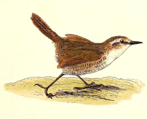File:Scelorchilus albicollis 1832.jpg