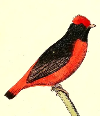 File:Phoenicircus carnifex 1832.jpg