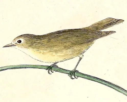 File:Zosterops conspicillatus 1832.jpg