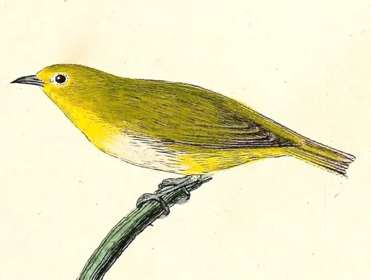File:Zosterops meyeni 1832.jpg